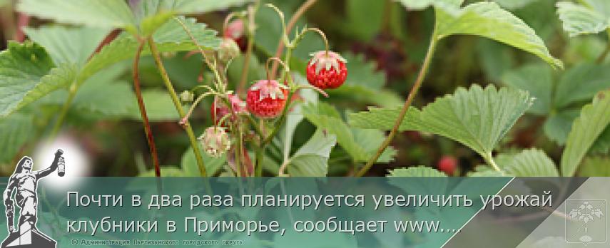 Почти в два раза планируется увеличить урожай клубники в Приморье, сообщает www.primorsky.ru